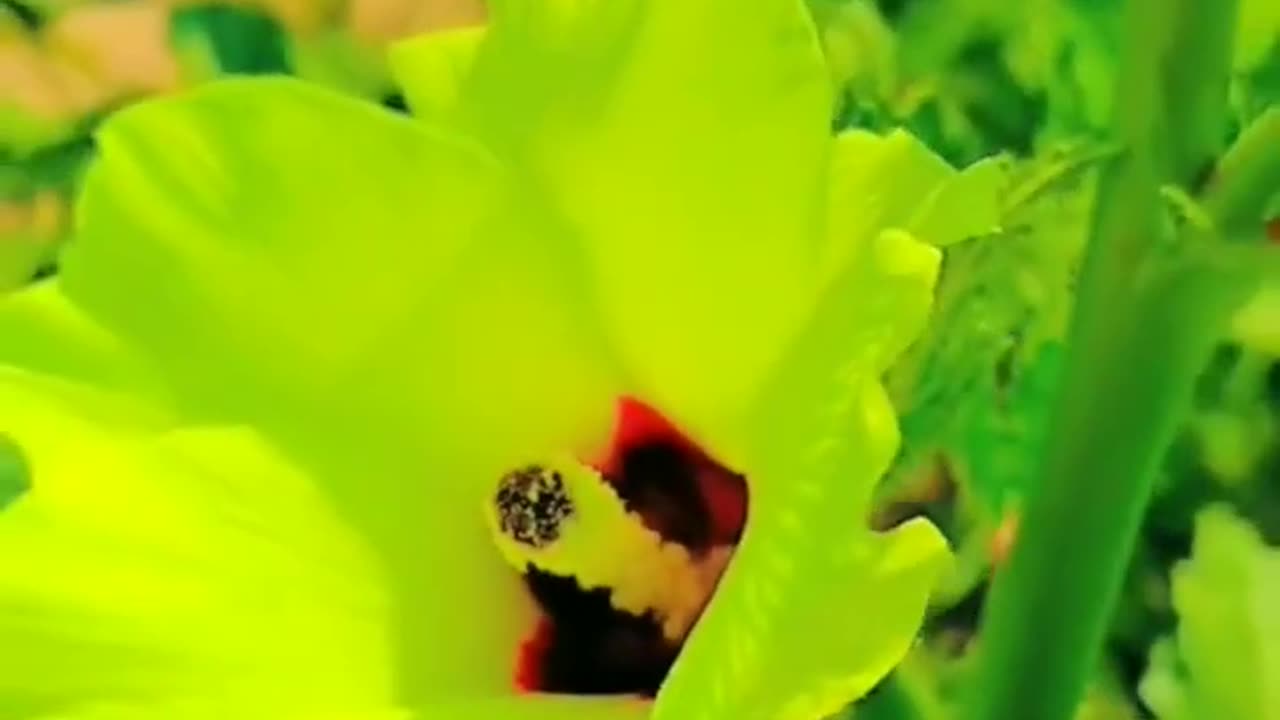 The okra flower in Bajaur