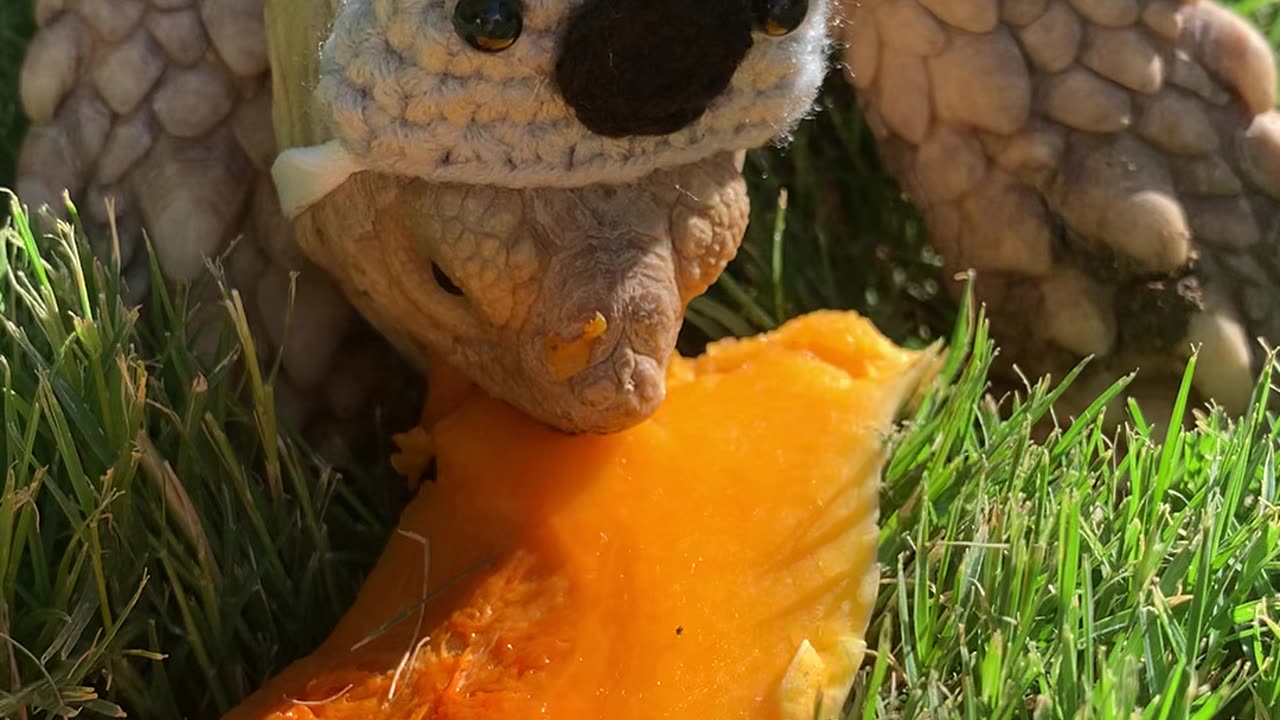 Funny tortoise in Koala hat enjoys butternut squash.