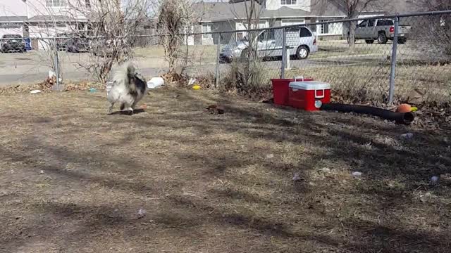 The Cutest Husky Hop