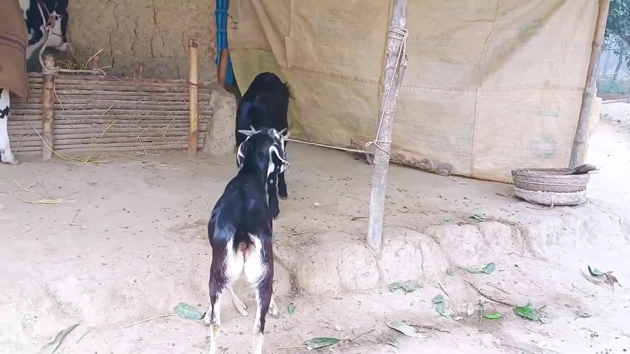 Amazing & Funny Goats Fighting