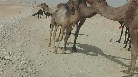 Camel 🐫 life in desert 🏜 area