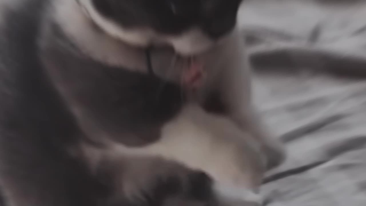 cute cat teaching small kitty