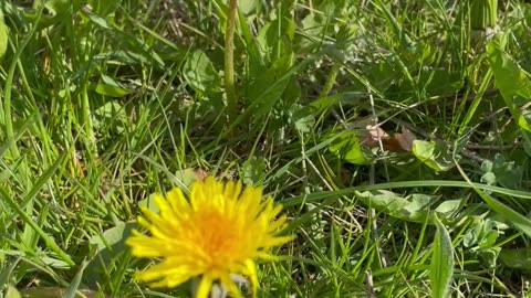 Dandelions in the sun