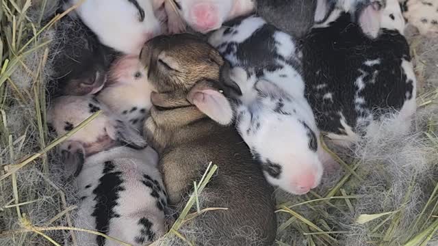 2 litter of Baby Rabbit where Born