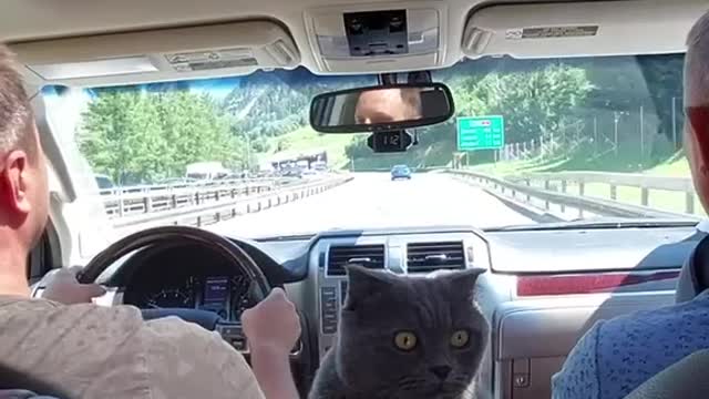 The traveler cat.Cat in car.Cat in Switzerland in car