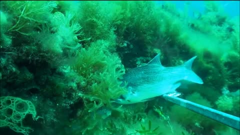 Marine life in Geographe Bay, Western Australia