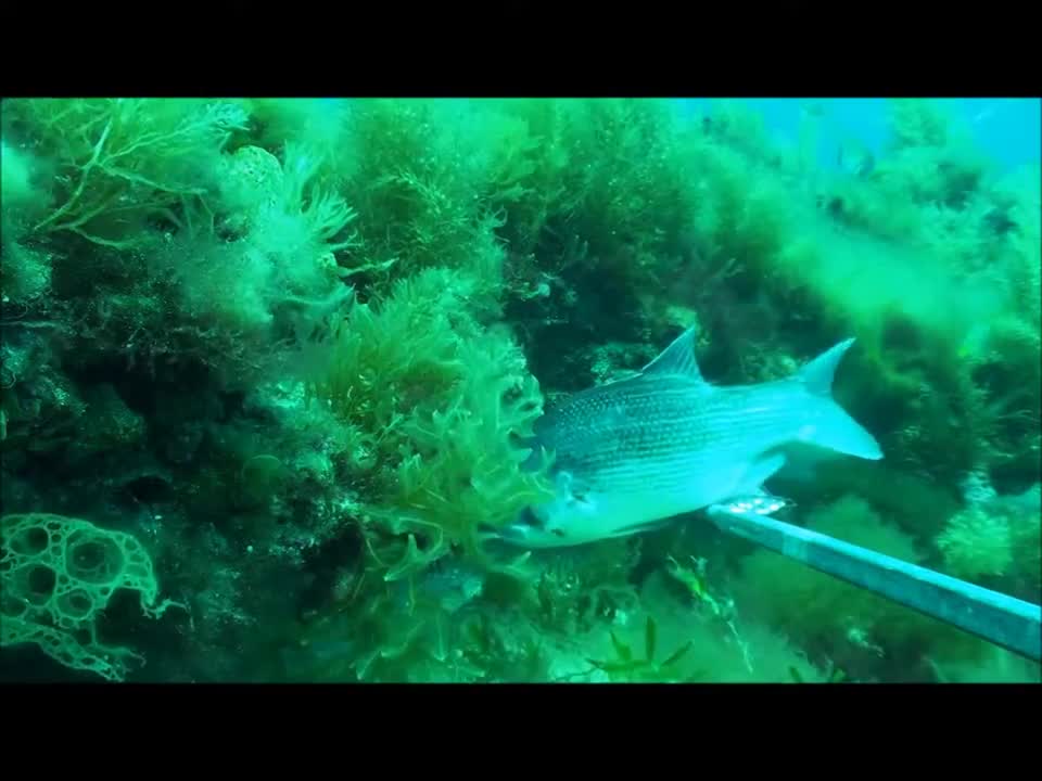 Marine life in Geographe Bay, Western Australia