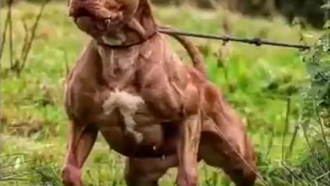Pitbull dog