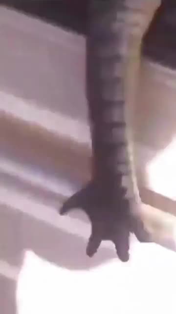 I Think Gator Is Asking You To Leave