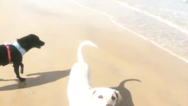 dogs playing on the beach