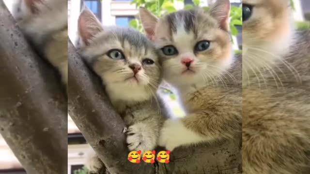 So cute baby 🐱🐱 love