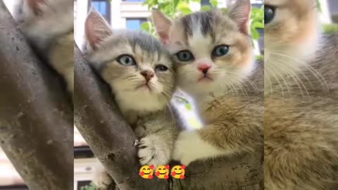 So cute baby 🐱🐱 love