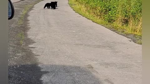 Bear Cubs Looking for Mom