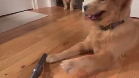 Goofy golden retriever has a blast playing with vacuum cleaner