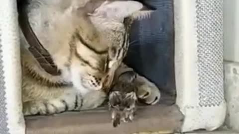 The bird and the cat