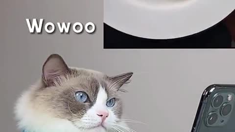 Help! What do you call this dish