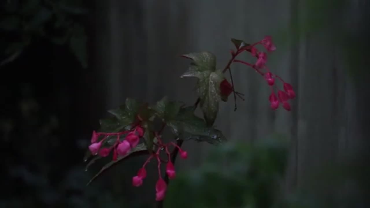 Heavy Rain Sounds with Thunder | with Music | Sleep or Background Noise