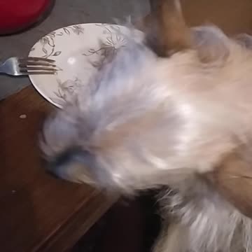 Luna ecological dishwasher