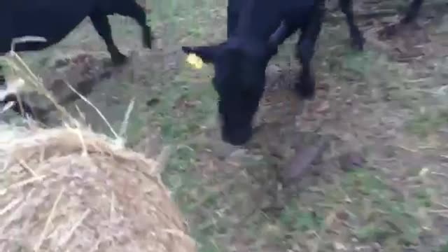 These Cows Play With Hay Bale Like Puppies With Toilet Paper