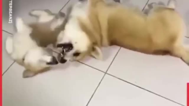 A video that will make you happy