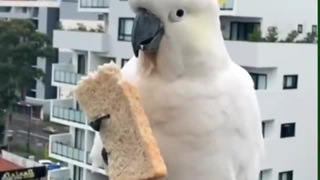 parrot eating bread🥰