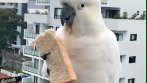 parrot eating bread🥰