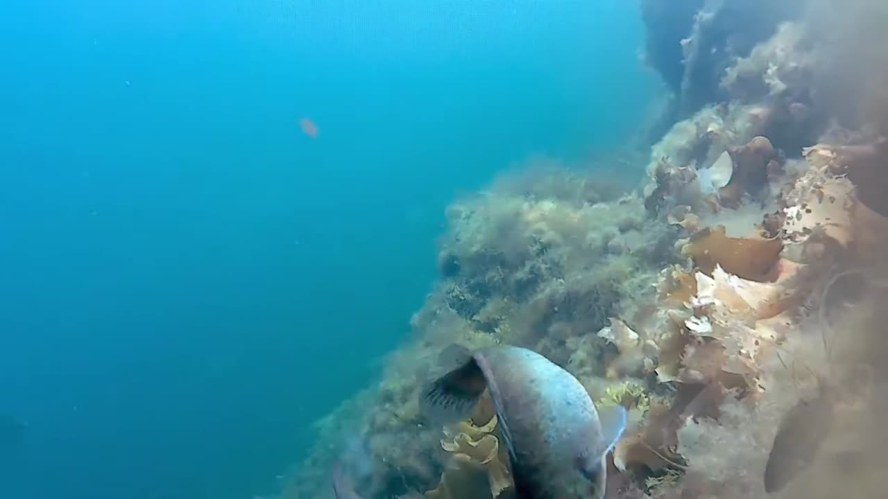 Fish Attack Under The Sea