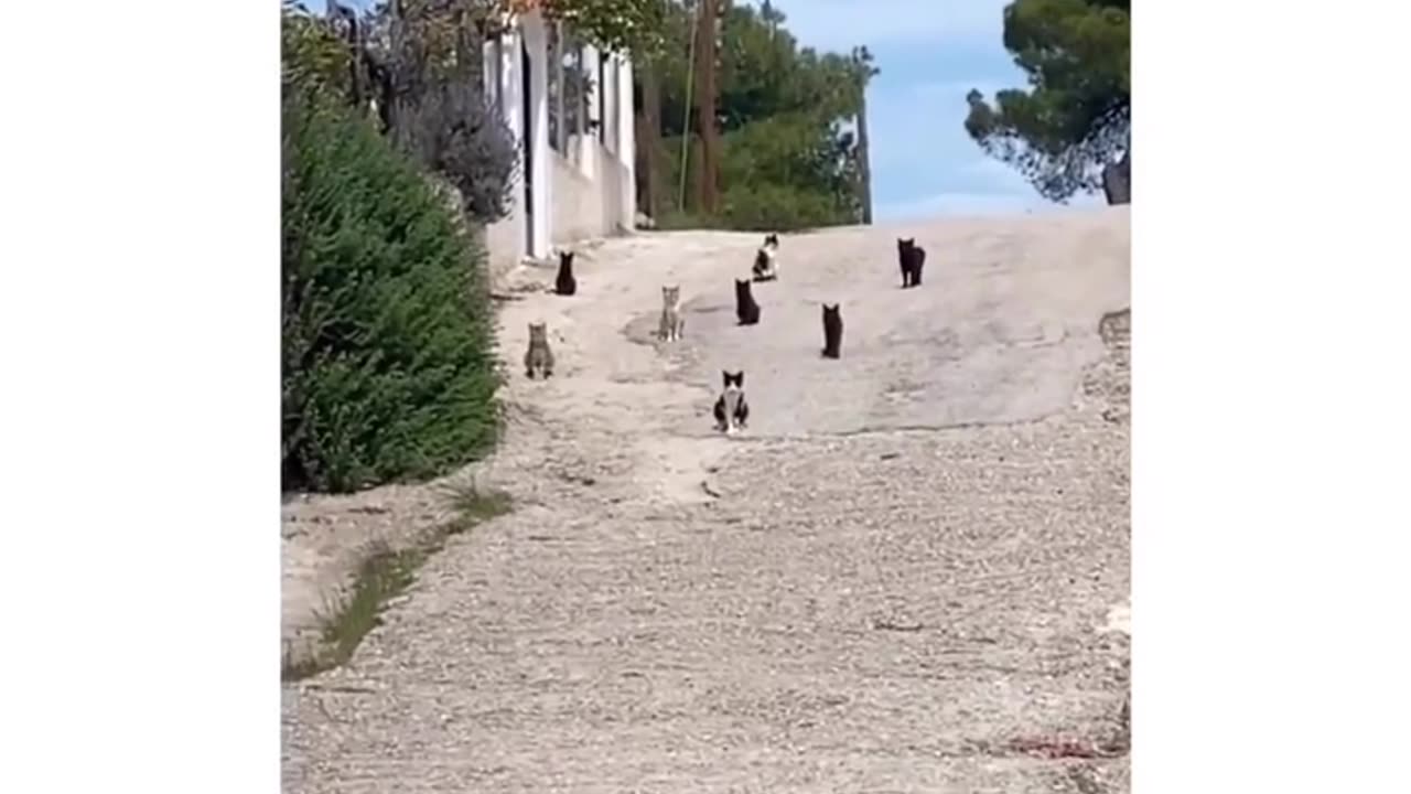 Funny doggo video