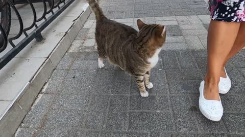 Cat sitting on the motorcycle came to me and asked me for food with its cute meow