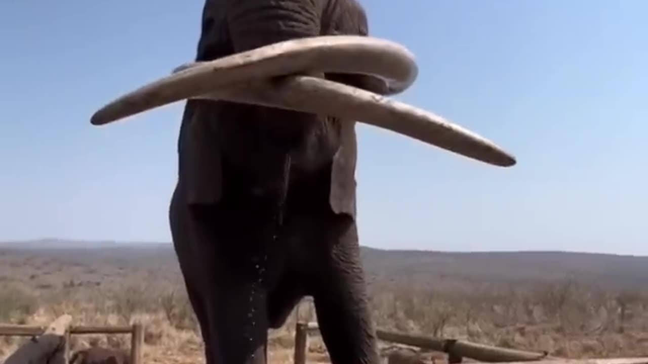 I think this is the biggest elephant l have ever seen. Cred melodie #drinkingwater #elephants.mp4