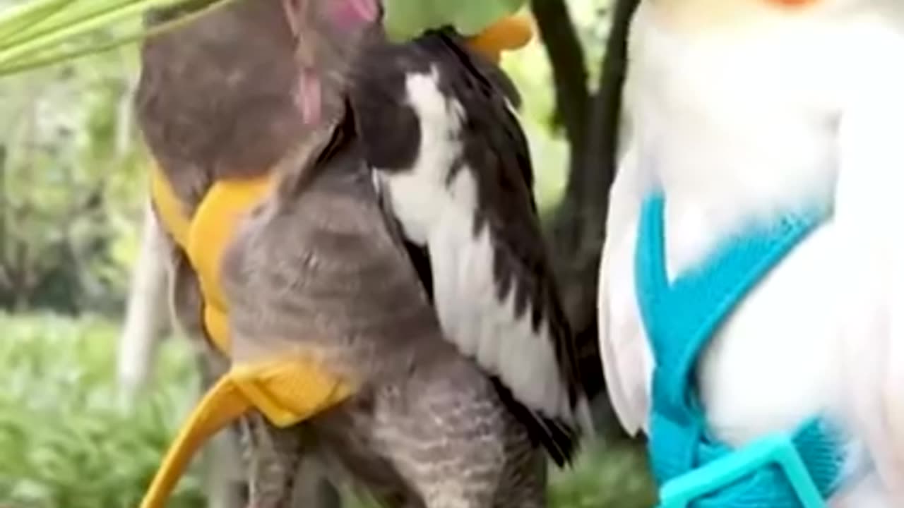 Cutest Cockatiel