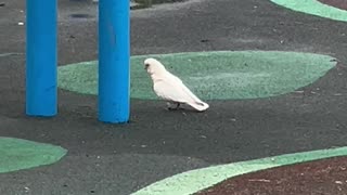 Hoppy the Corella Playing on the Stand-Up Seesaw