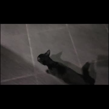 MIAW EVERYWHERE:) #viral