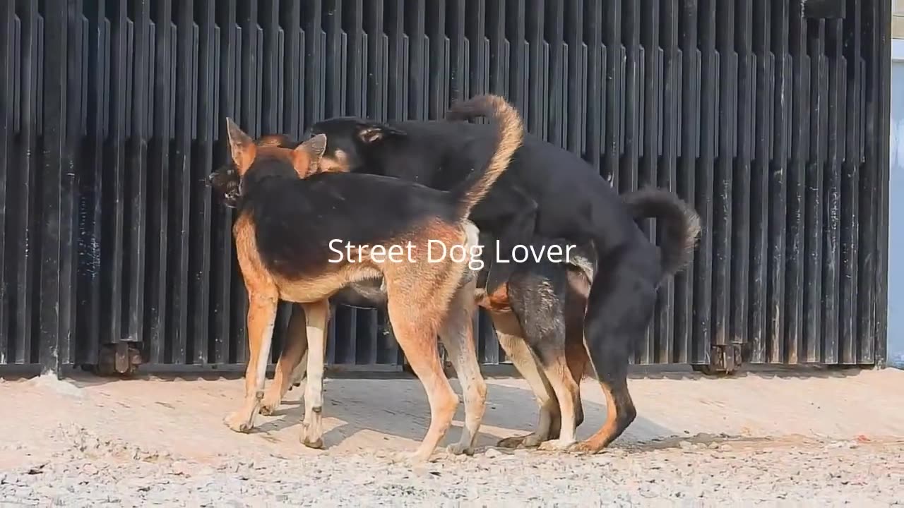 Street dog meeting each other for kids | dog meeting