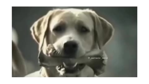 Dog Funny Video