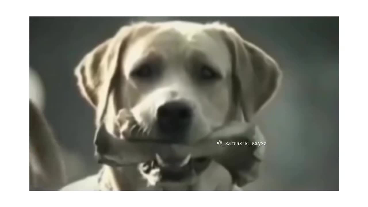 Dog Funny Video