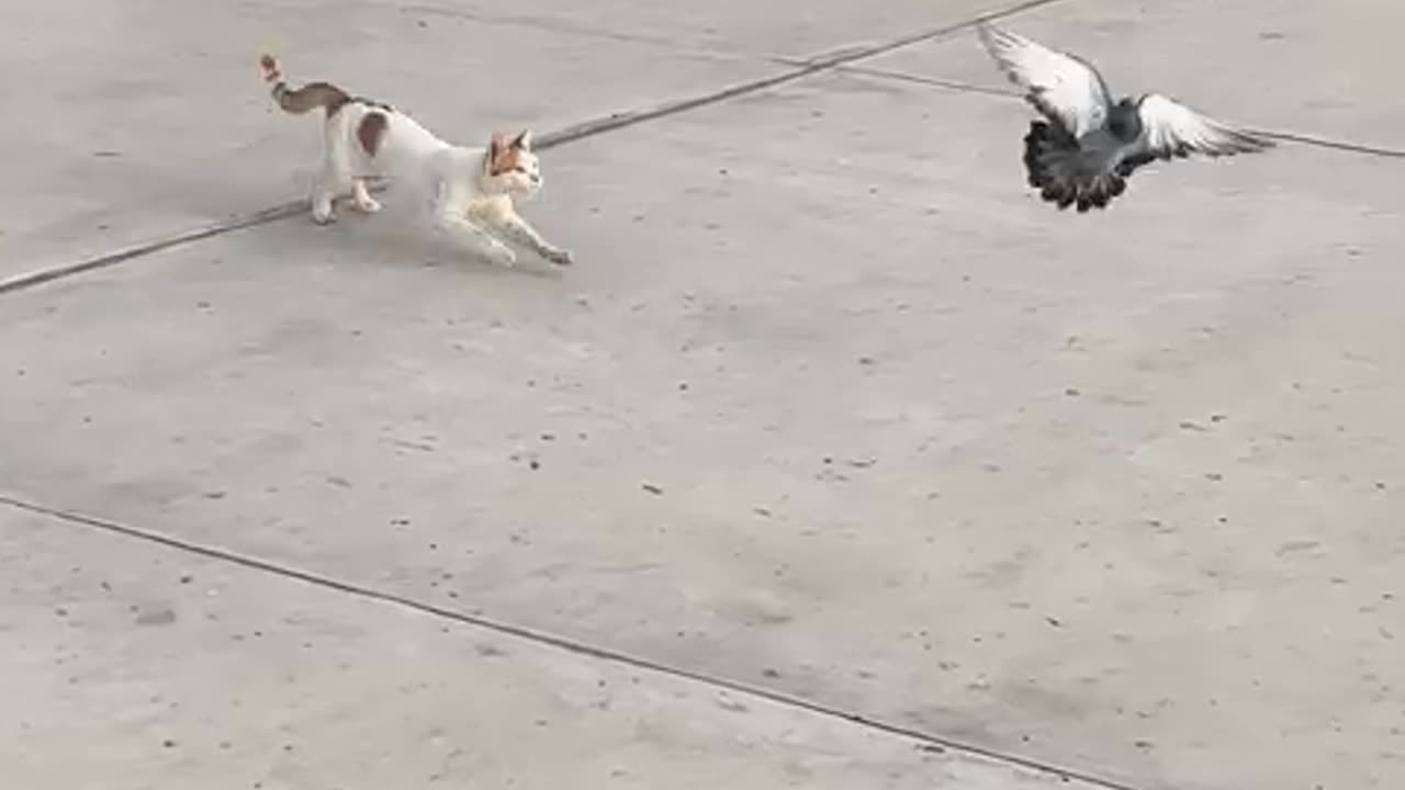 Cat 🐈 can fly