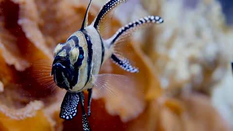 Fish Water Sea Underwater Ocean Animal Nature