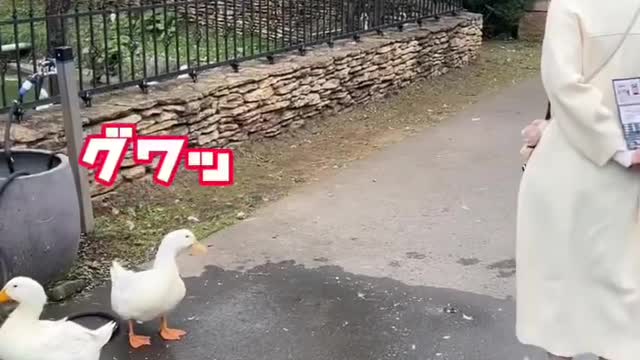 動物と会話してみた
