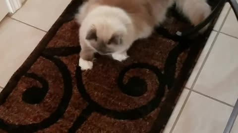 Ragdoll Kitty Disapproves of New Rug