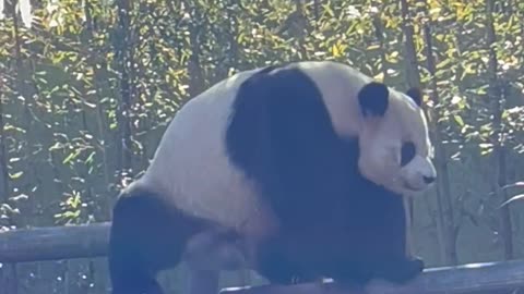 a panda with a nice butt