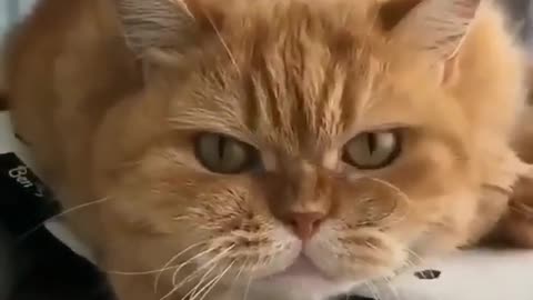 Cat scary sound