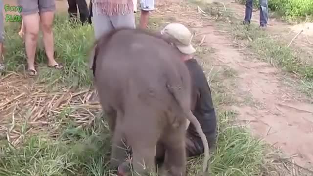 Baby elephant funny moment on Park