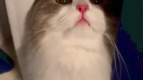 Cute little kittens