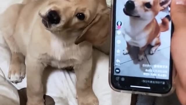 Turn up the volume and play this sound for your dog and see what happines