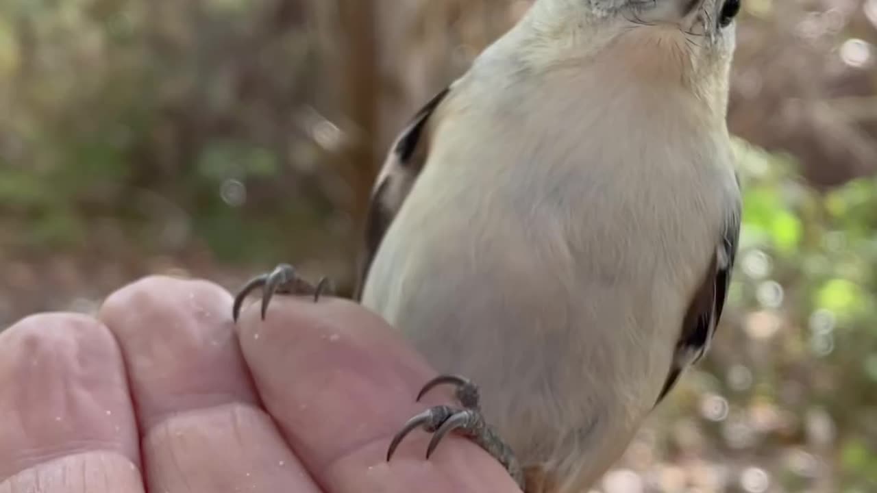 Nature photography/birds lover