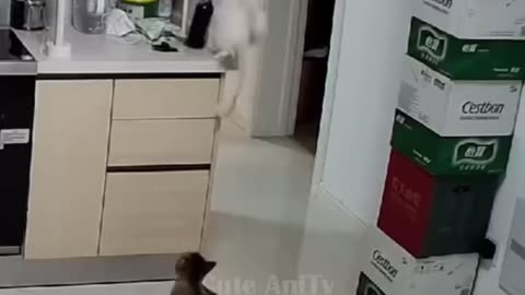 A clumsy cat got scared and ran away
