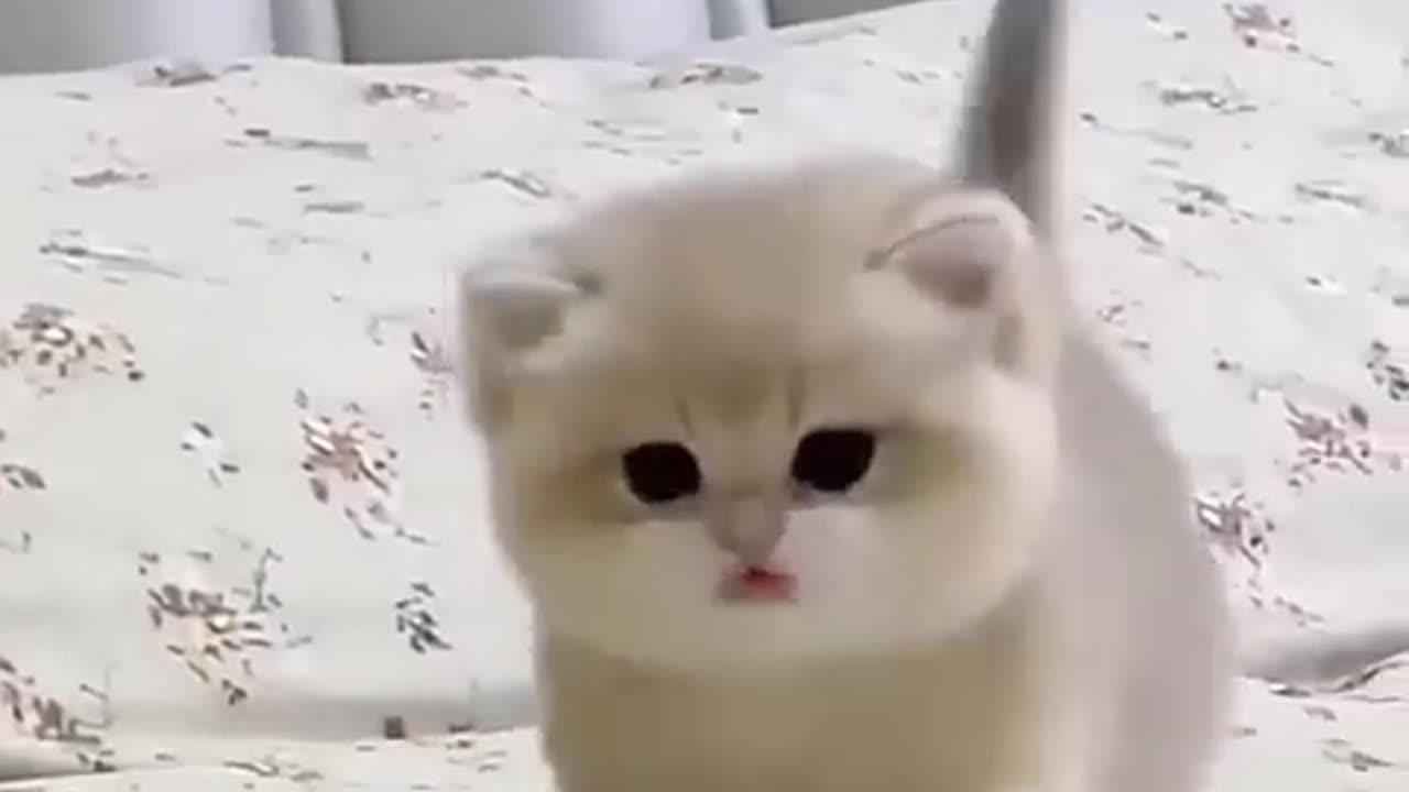 Cat babys nature creation on camara funny video.