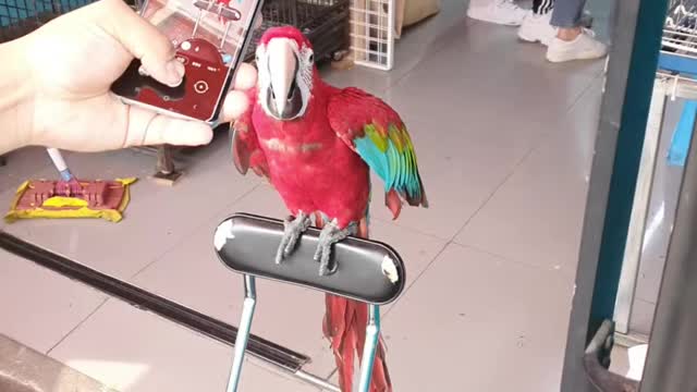 parrot