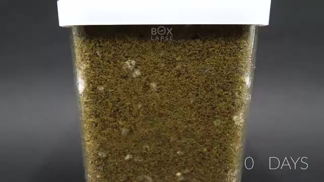 Growing MUSHROOM In A Jar Time Lapse